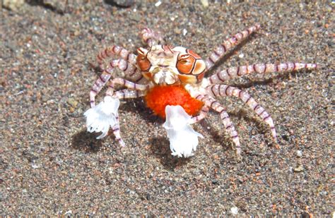 Pom pom crab - The Pom Pom Crab is white to tan in coloration and has darker markings covering the body which serve as camouflage for the crab. This crab carries an anemone in each claw which it uses for defense. Besides defense, the crab will also use the anemones to mop up food off of the rocks and substrate. The Pom Pom Crab is an.